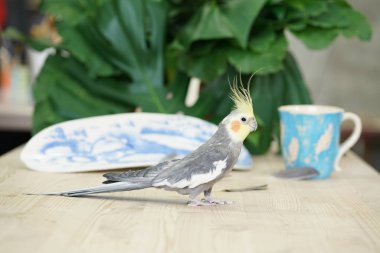 önemli bir görünümü ile ahşap bir masa bir gri gövde ve sarı kafa ile sevimli papağan Corella yürür
