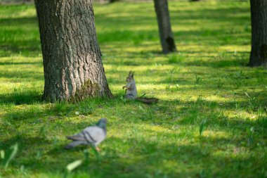 yeşil çimenlerin üzerinde parkta meraklı sincap