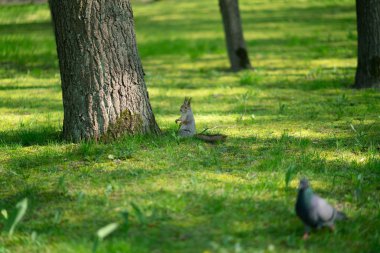 yeşil çimenlerin üzerinde parkta meraklı sincap