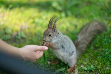 yeşil çimenlerin üzerinde parkta meraklı sincap