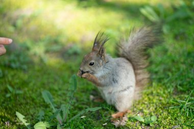 yeşil çimenlerin üzerinde parkta meraklı sincap