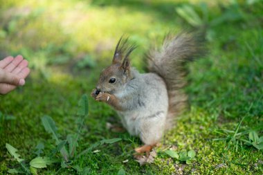 yeşil çimenlerin üzerinde parkta meraklı sincap