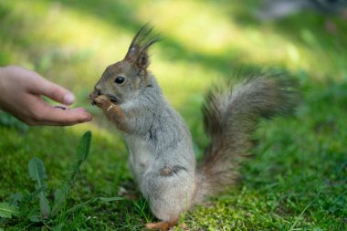 yeşil çimenlerin üzerinde parkta meraklı sincap