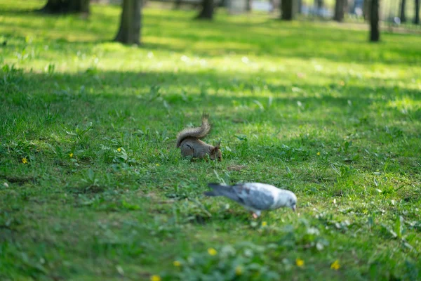 Esquilo Curioso Parque Grama Verde — Fotografia de Stock