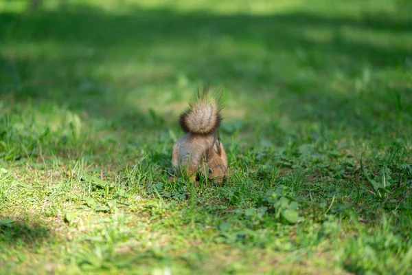 Nieuwsgierig Eekhoorn Het Park Het Groene Gras — Stockfoto