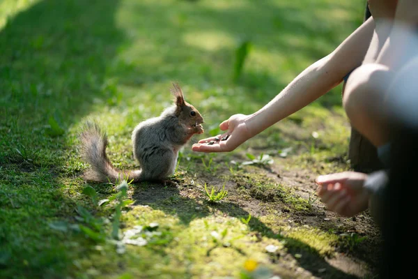 Neugieriges Eichhörnchen Park Auf Dem Grünen Rasen — Stockfoto