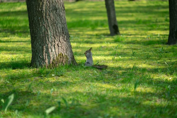 Esquilo Curioso Parque Grama Verde — Fotografia de Stock