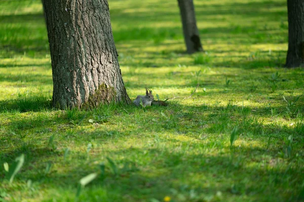 緑の芝生の公園で不思議なリス — ストック写真