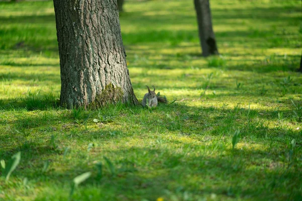 잔디에 공원에 호기심 다람쥐 — 스톡 사진
