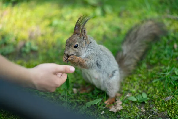 Nieuwsgierig Eekhoorn Het Park Het Groene Gras — Stockfoto