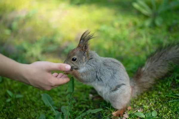 Écureuil Curieux Dans Parc Sur Herbe Verte — Photo