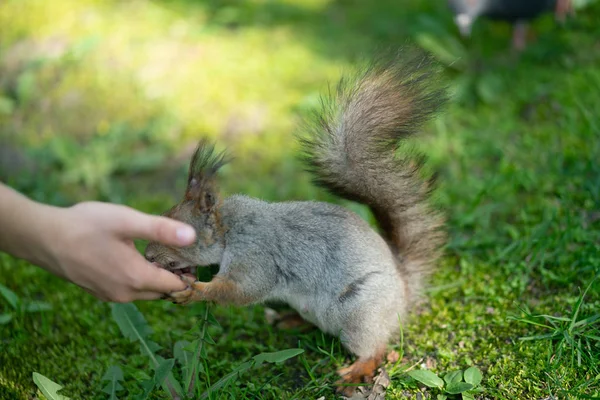 Neugieriges Eichhörnchen Park Auf Dem Grünen Rasen — Stockfoto