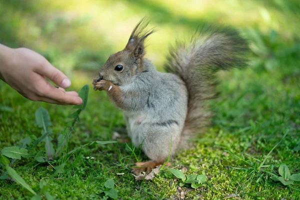 Curious Squirrel Park Green Grass — Stock Photo, Image