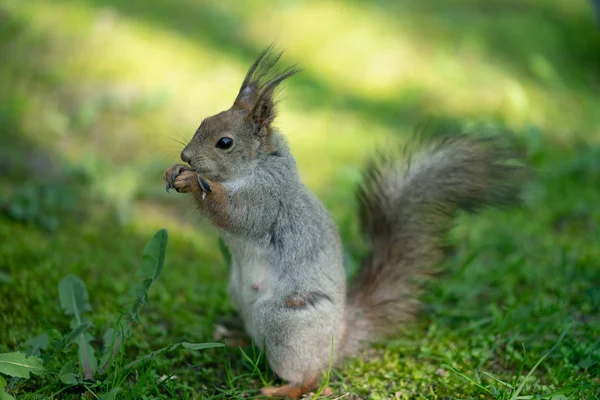 Esquilo Curioso Parque Grama Verde — Fotografia de Stock