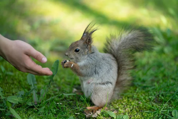 Écureuil Curieux Dans Parc Sur Herbe Verte — Photo