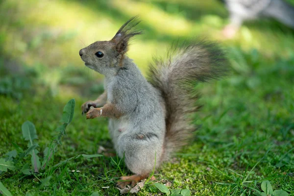 Écureuil Curieux Dans Parc Sur Herbe Verte — Photo