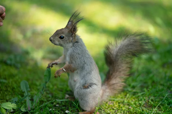 Curious Squirrel Park Green Grass — Stock Photo, Image