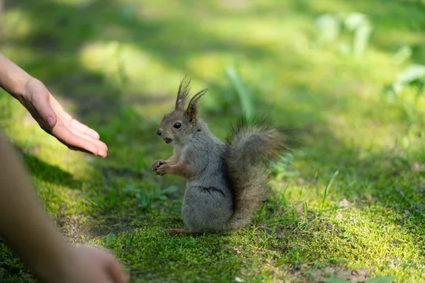 Neugieriges Eichhörnchen Park Auf Dem Grünen Rasen — Stockfoto