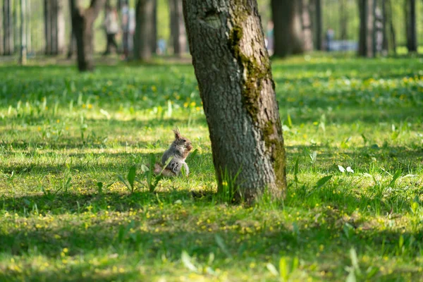 Neugieriges Eichhörnchen Park Auf Dem Grünen Rasen — Stockfoto