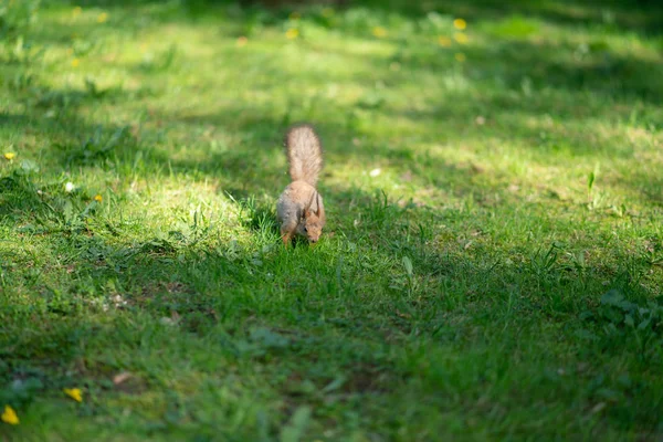 Curious Squirrel Park Green Grass Royalty Free Stock Photos