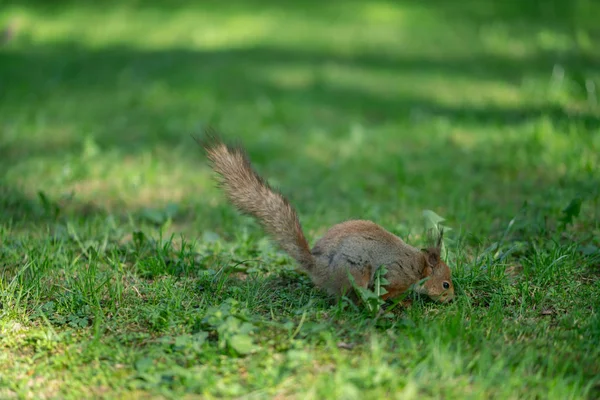 Curious Squirrel Park Green Grass Royalty Free Stock Images
