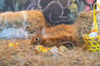 Bunny Paskalya arifesinde saman içinde