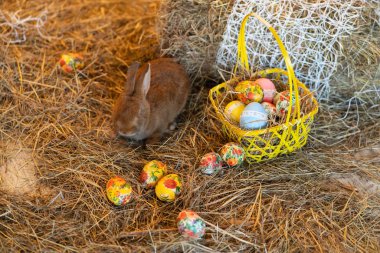Bunny Paskalya arifesinde saman içinde