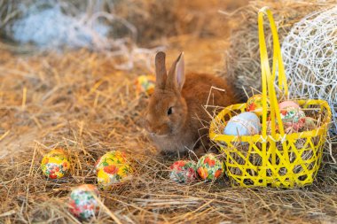 Bunny Paskalya arifesinde saman içinde