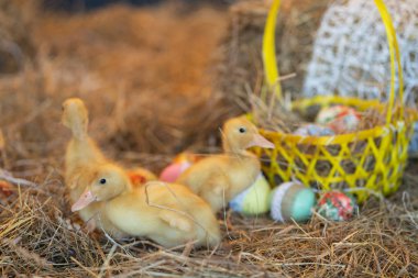 şirin yeni doğan sarı ördekler kuşlar saman Paskalya arifesinde bir arka plan üzerinde