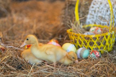 şirin yeni doğan sarı ördekler kuşlar saman Paskalya arifesinde bir arka plan üzerinde