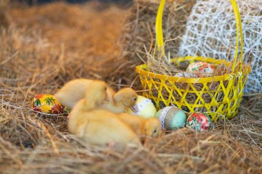 şirin yeni doğan sarı ördekler kuşlar saman Paskalya arifesinde bir arka plan üzerinde