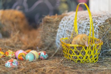 şirin yeni doğan sarı ördekler kuşlar saman Paskalya arifesinde bir arka plan üzerinde