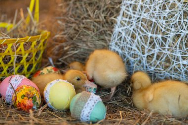 şirin yeni doğan sarı ördekler kuşlar saman Paskalya arifesinde bir arka plan üzerinde