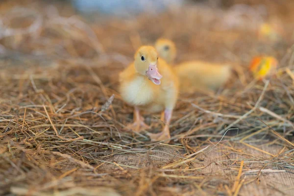 cute newborn yellow ducks birds on a background of hay on the eve of Easter