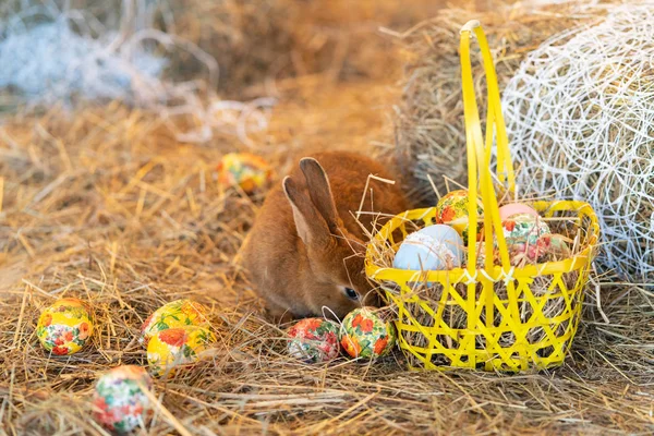 Bunny Paskalya arifesinde saman içinde