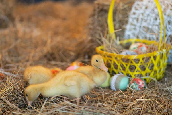 Bonito Recém Nascido Patos Amarelos Pássaros Fundo Feno Véspera Páscoa — Fotografia de Stock