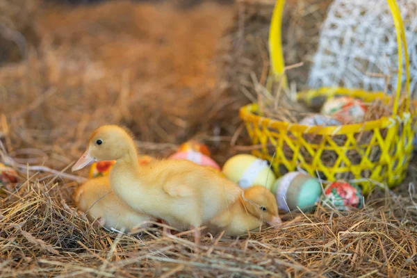 şirin yeni doğan sarı ördekler kuşlar saman Paskalya arifesinde bir arka plan üzerinde