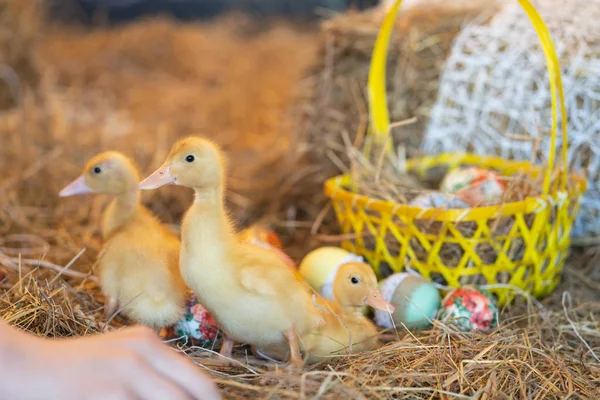 cute newborn yellow ducks birds on a background of hay on the eve of Easter