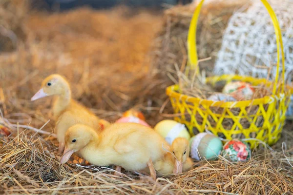 cute newborn yellow ducks birds on a background of hay on the eve of Easter