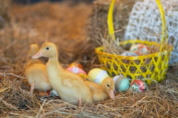 cute newborn yellow ducks birds on a background of hay on the eve of Easter