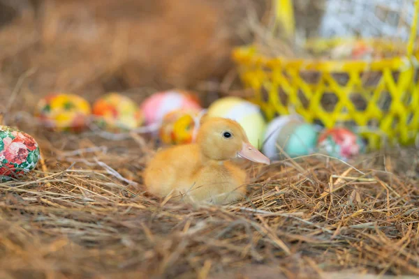 cute newborn yellow ducks birds on a background of hay on the eve of Easter