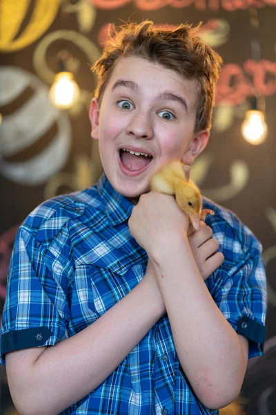 Έφηβος Αγόρι Μπλε Καρό Πουκάμισο Κίτρινο Νεογέννητο Χήνες Σχετικά Σανός — Φωτογραφία Αρχείου