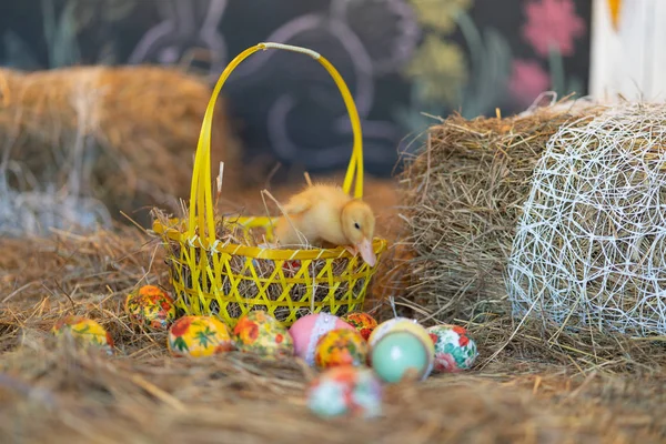 Lindo Recién Nacido Amarillo Patos Aves Fondo Heno Víspera Pascua —  Fotos de Stock