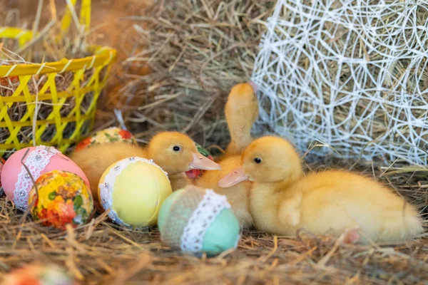 Lindo Recién Nacido Amarillo Patos Aves Fondo Heno Víspera Pascua —  Fotos de Stock