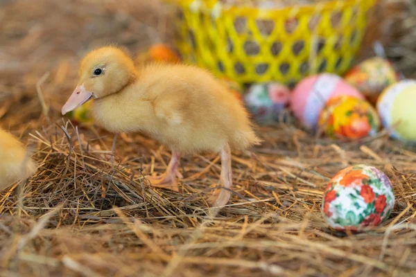 cute newborn yellow ducks birds on a background of hay on the eve of Easter