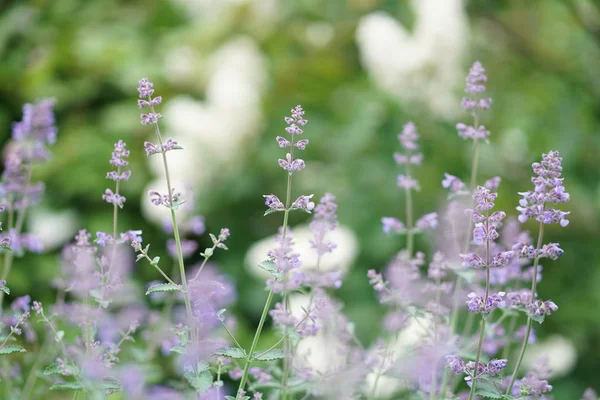 Beautiful Bright Green Summer Garden — Stock Photo, Image