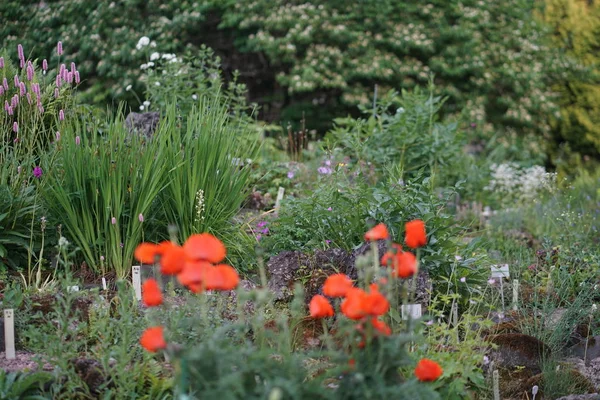 Hermoso Jardín Verano Verde Brillante — Foto de Stock