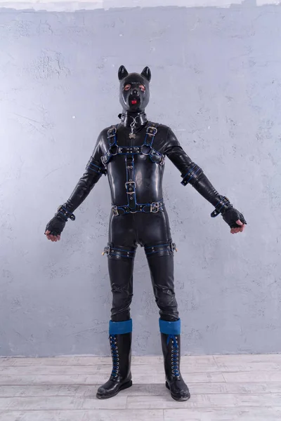 Black Latex Man Dressed Fetish Dog Costume Grey Background — Stock Photo, Image