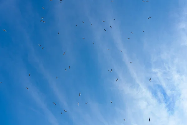 多くの鳥が青い日空を飛んでいる — ストック写真