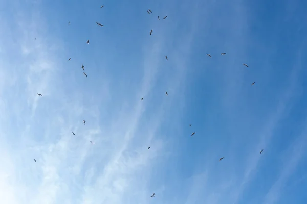 多くの鳥が青い日空を飛んでいる — ストック写真